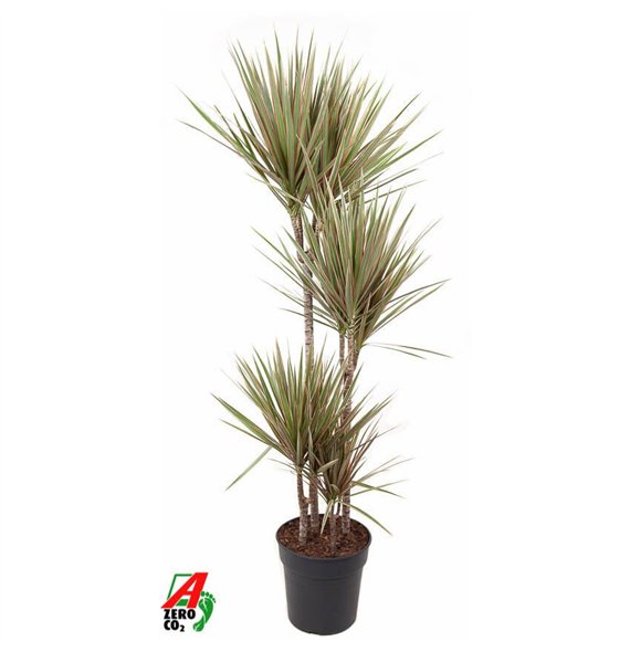 Dracena marg  bicolor Bicolor 90-60-30-154 pp 150cm 27cm Q1934