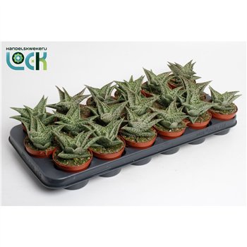 Aloe snow flake Aloë Tribal 15cm 8.5cm Q257