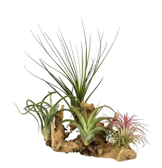 Tillandsia arrangement tillandsia wood large1 pp 4 fl 25cm 17cm Q5121