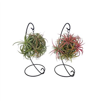 Tillandsia arrangement ionantha clumb mix hanger medium1 pp 15cm 12cm Q5130