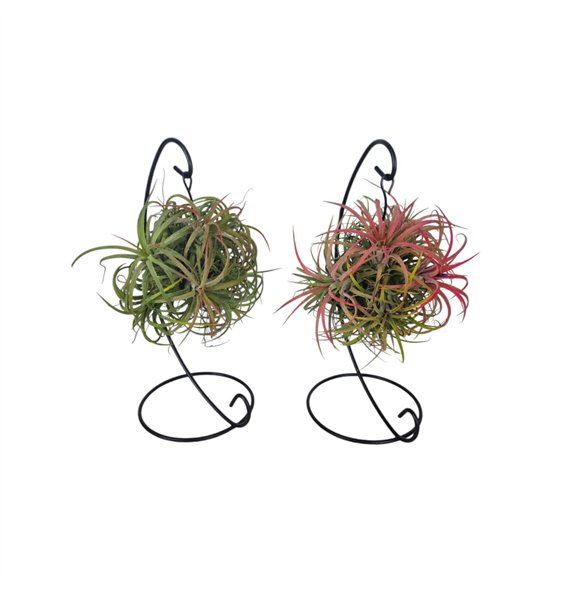 Tillandsia arrangement ionantha clumb mix hanger medium1 pp 15cm 12cm Q5130