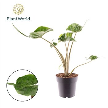 Alokazija macrorrhiza stingray Stingray 1 pp 30cm 14cm Q203