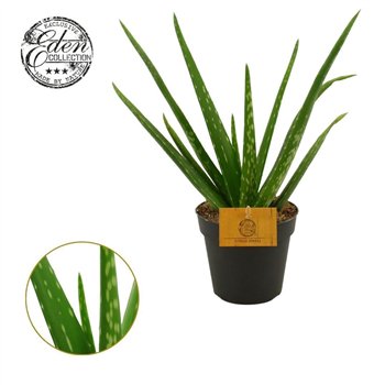 Aloe vera  12 cm 30cm 12cm Q245