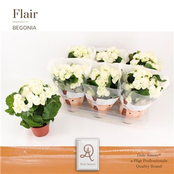 Begonija elatior hl  clara Clara P14 DolcAmore® Flair1 pp 31cm 14cm Q813