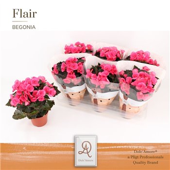 Begonija elatior hl  adonia pink Adonia P14 DolcAmore® Flair1 pp 31cm 14cm Q818