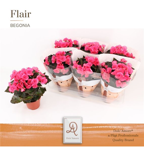 Begonija elatior hl  adonia pink Adonia P14 DolcAmore® Flair1 pp 31cm 14cm Q818