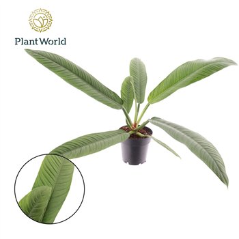 Philodendron Campii 1 pp 35cm 14cm Q4357