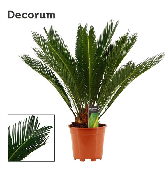 Palma Cikas revoluta 17cm - 12+ springs 65cm 17cm Q5486