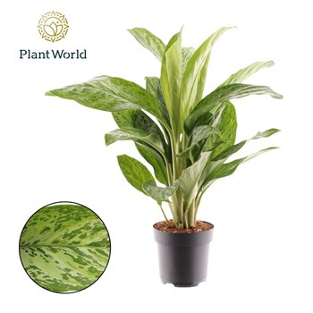 Aglaonema greenlight Greenlight 2 pp 65cm 17cm Q112