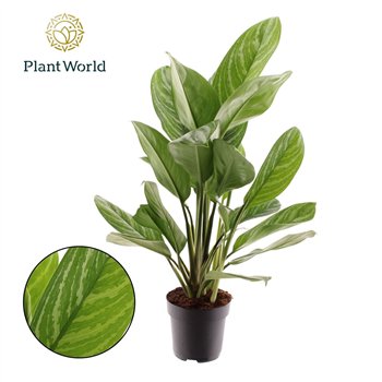 Aglaonema stripes Stripes 2 pp 80cm 17cm Q113