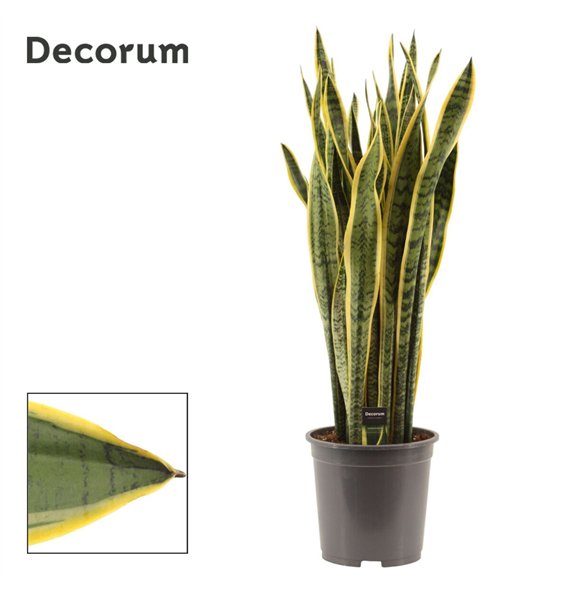 Taščin jezik - Sanseveria trifasciata laurentii 27cm Decorum 105cm 27cm Q1305
