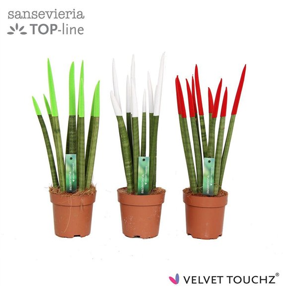 Taščin jezik - Sanseveria cylindrica VELVET TOUCHZ® Italië 45cm 12cm Q1445