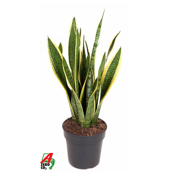 Taščin jezik - Sanseveria trifasciata laurentii Laurentii P1912 pp 60cm 19cm Q1563
