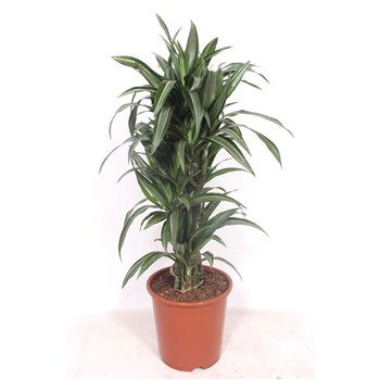 Dracena fragr  der ulises Ulises10 pp 110cm 27cm Q2474