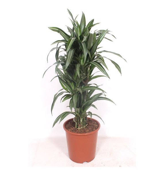 Dracena fragr  der ulises Ulises10 pp 110cm 27cm Q2474
