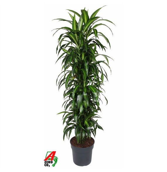 Dracena fragr  hawaiian sunshine Hawaiiana branched P34pp 170cm 34cm Q2539