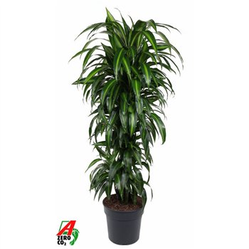 Dracena fragr  hawaiian sunshine Hawaiiana branched P31pp 140cm 31cm Q2541