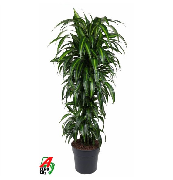 Dracena fragr  hawaiian sunshine Hawaiiana branched P31pp 140cm 31cm Q2541