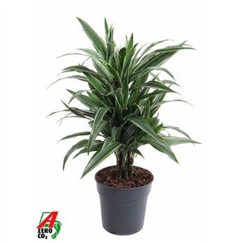 Dracena fragr  der warneckei Warneckei branched P211 pp 70cm 21cm Q2571