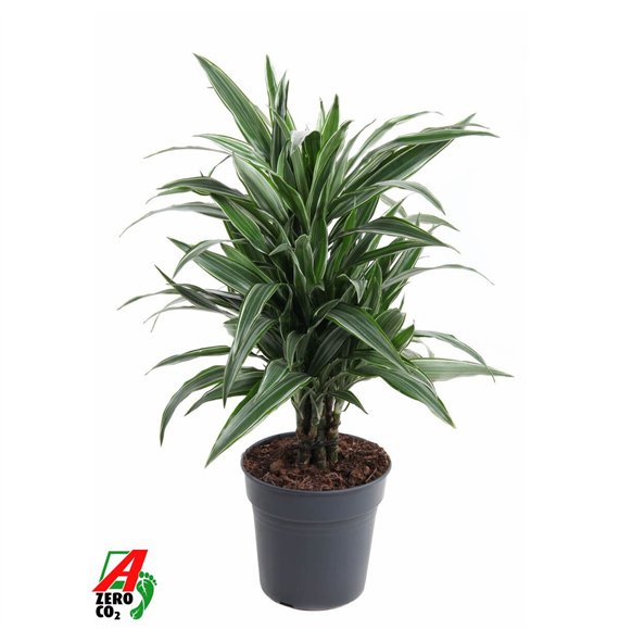 Dracena fragr  der warneckei Warneckei branched P211 pp 70cm 21cm Q2571