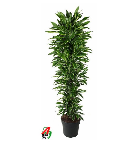 Dracena fragr  golden coast Gold Coast branched P401 pp 200cm 40cm Q2572