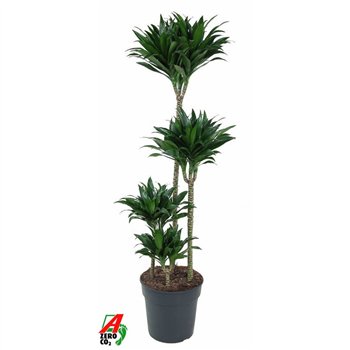 Dracena fragr  compacta Compacta 90-60-30-15pp 130cm 27cm Q2659