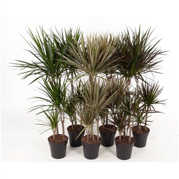 Dracena mixkar Mix 60-30-15 3 pp 120cm 21cm Q2730
