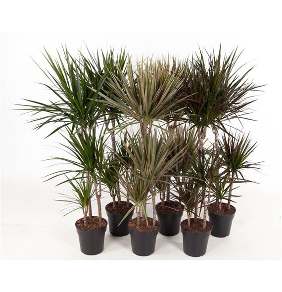 Dracena mixkar Mix 60-30-15 3 pp 120cm 21cm Q2730
