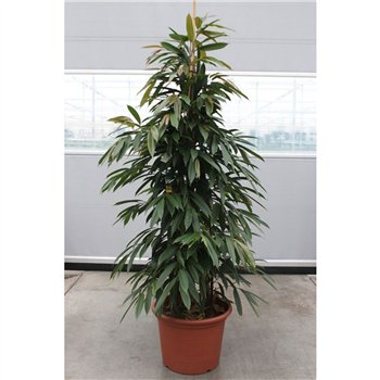Fikus binnendijkii amstel king Amstel King6 pp 240cm 50cm Q2812