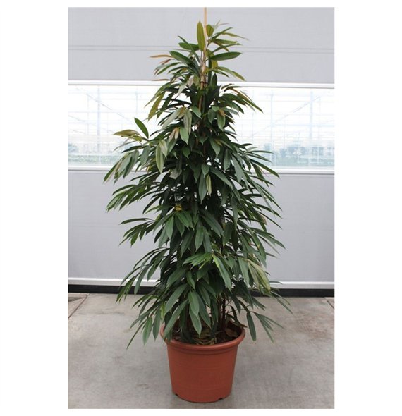 Fikus binnendijkii amstel king Amstel King6 pp 240cm 50cm Q2812