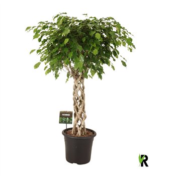Fikus benjamina exotica benj  Exotica braided cilinder 1 pp 130cm 32cm Q2813
