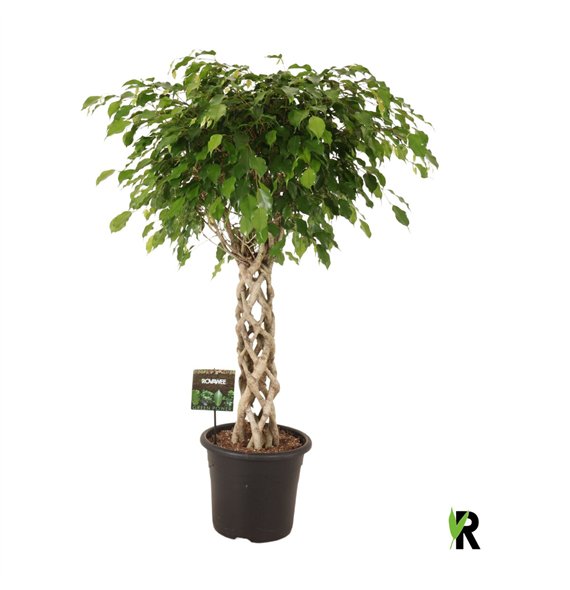 Fikus benjamina exotica benj  Exotica braided cilinder 1 pp 130cm 32cm Q2813