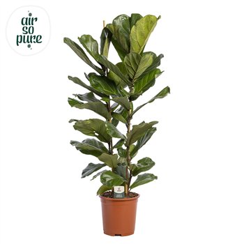 Fikus lyrata Lyrata  2pp p27 (Air so Pure) 2 pp 140cm 27cm Q2856