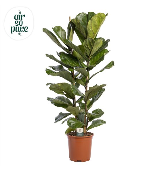 Fikus lyrata Lyrata  2pp p27 (Air so Pure) 2 pp 140cm 27cm Q2856