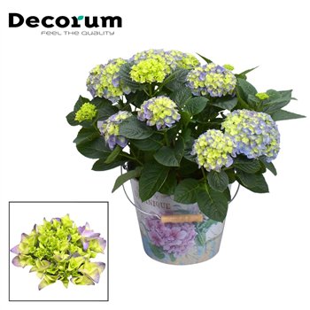 Hortenzija macr  hi river bulb Blue 7 - 12 heads in Vedro (Decorum) fl 45cm 23cm Q3250