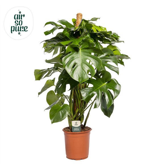 Monstera deliciosa Deliciosa MOSSTOK p24 (Air so Pure) 2 pp 120cm 24cm Q3660
