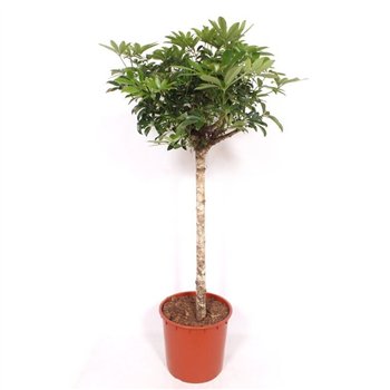 Šeflera arboricola compacta Compacta1 pp 160cm 34cm Q5648