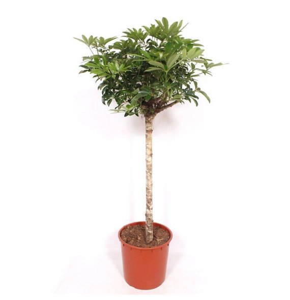 Šeflera arboricola compacta Compacta1 pp 160cm 34cm Q5648