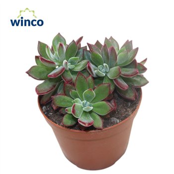 Echeveria pulvinata devotion 15cm 10.5cm Q1089