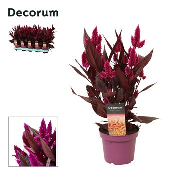 Celosia dark shades Mystic Shades with label | Decorum 1 pp 4 fl  3 stems plnt 35cm 12cm Q2068