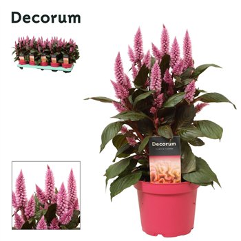 Merida Pink Celosia pink with label | Decorum 1 pp 3 fl 35cm 12cm Q2069