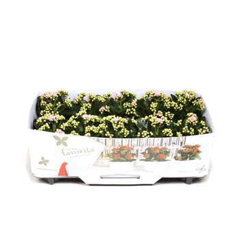 Kalanhoja blossfeldiana perfecta pink Pink No Sleeve 1 pp 22cm 10.5cm Q3537