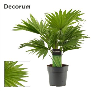 Livistonia rotundifolia Livistona Rotundifolia 12cm(Decorum) 1 pp 35cm 12cm Q3601