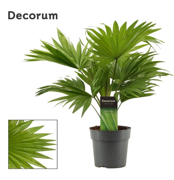 Livistonia rotundifolia Livistona Rotundifolia 12cm(Decorum) 1 pp 35cm 12cm Q3601