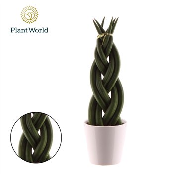 Taščin jezik - Sanseveria cylindrica Twist with ceramic wit 35cm 8.5cm Q1841