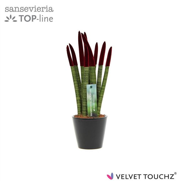 Taščin jezik - Sanseveria cylindrica VELVET TOUCHZ® Bordeaux In ceramic Rdam 35cm 8.5cm Q1855
