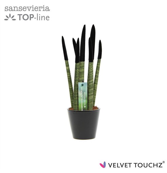 Taščin jezik - Sanseveria cylindrica VELVET TOUCHZ® Zwart In ceramic Rdam 35cm 8.5cm Q1856