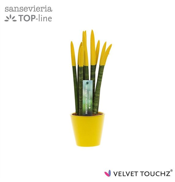 Taščin jezik - Sanseveria cylindrica VELVET TOUCHZ® geel In ceramic Rdam 35cm 8.5cm Q1902