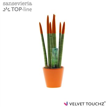 Taščin jezik - Sanseveria cylindrica VELVET TOUCHZ® Oranje In ceramic Rdam 35cm 8.5cm Q1903