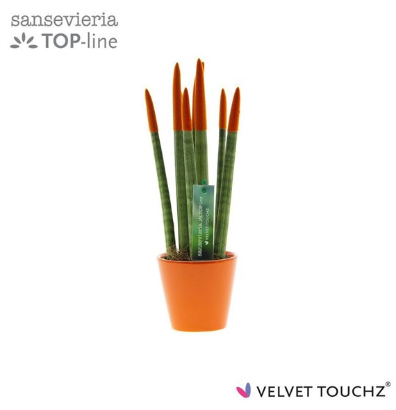 Taščin jezik - Sanseveria cylindrica VELVET TOUCHZ® Oranje In ceramic Rdam 35cm 8.5cm Q1903